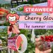 strawberry cherry glow