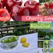 Cherry Glow Refresher